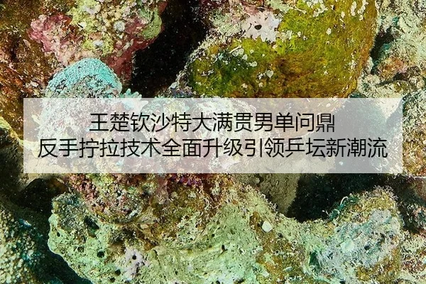 wang-chu-qin-sha-te-da-man-guan-nan-dan-wen-ding-fan-shou-ning-la-ji-shu-quan-mian-sheng-ji-yin-ling-ping-tan-xin-chao-2-539.jpg